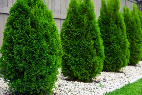 Arborvitae Planting in Georgetown