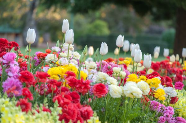 Gardening Service in Georgetown