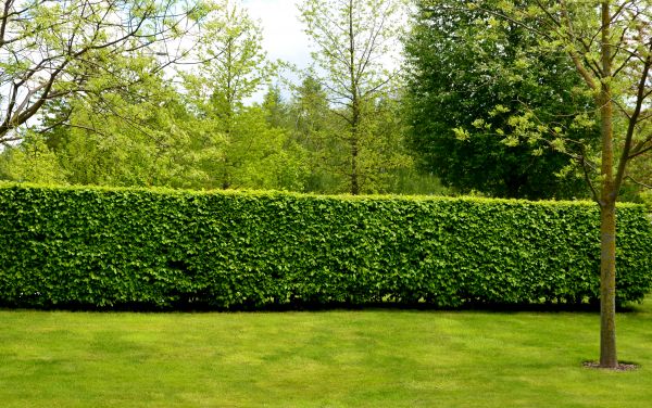 Hedge Planting in Georgetown