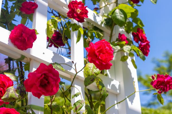 Home Gardening Service in Georgetown