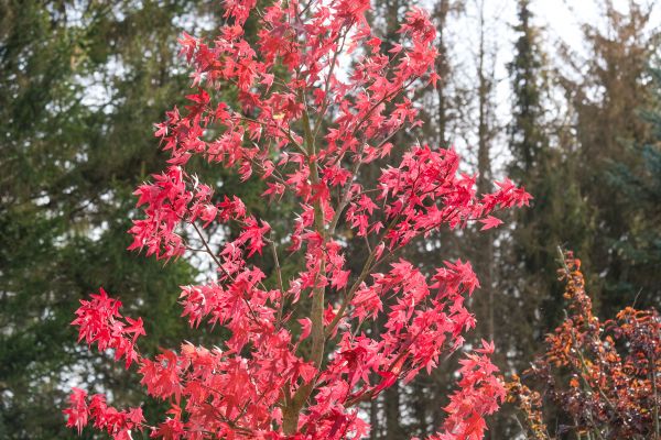 Japanese Maple Planting in Georgetown