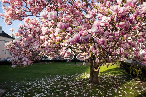 Magnolia Tree Planting in Georgetown