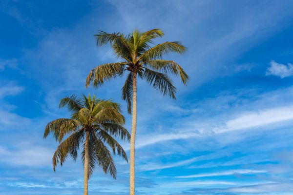 Palm Tree Planting in Georgetown