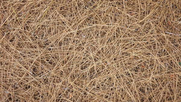 Pine Needles Delivery in Georgetown