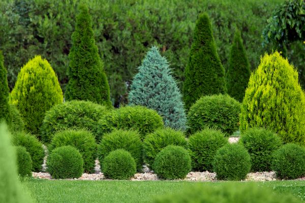 Shrub Replacement in Georgetown
