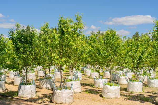 Tree Planting Service in Georgetown