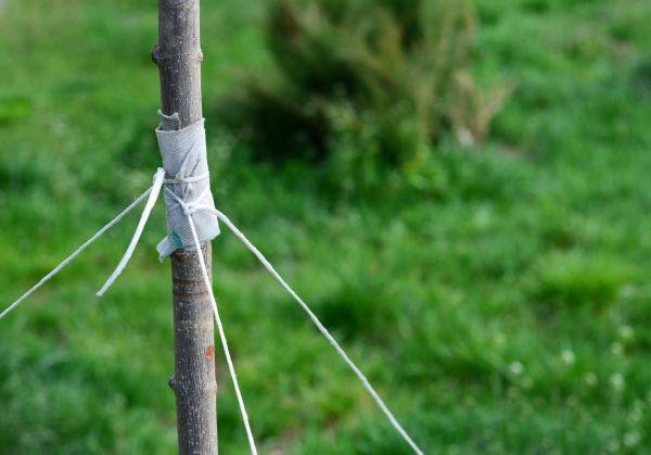 Tree Staking Service in Georgetown