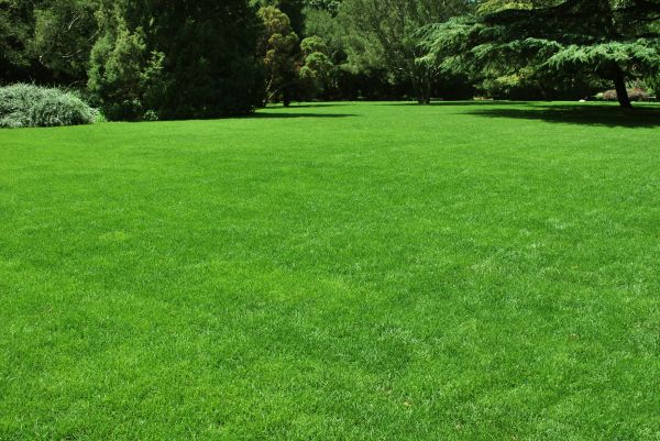 Lawn Landscaping in Georgetown