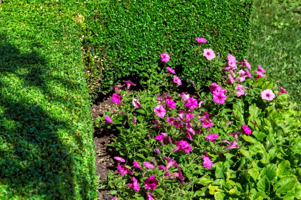 Softscaping Service in Georgetown