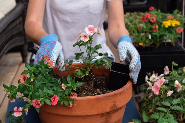 Plant Care Service in Georgetown