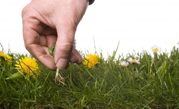Lawn Weeding in Georgetown