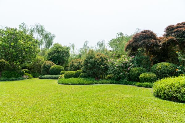 Tree Landscaping in Georgetown