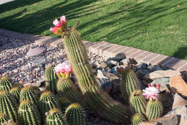 Desert Landscaping in Georgetown