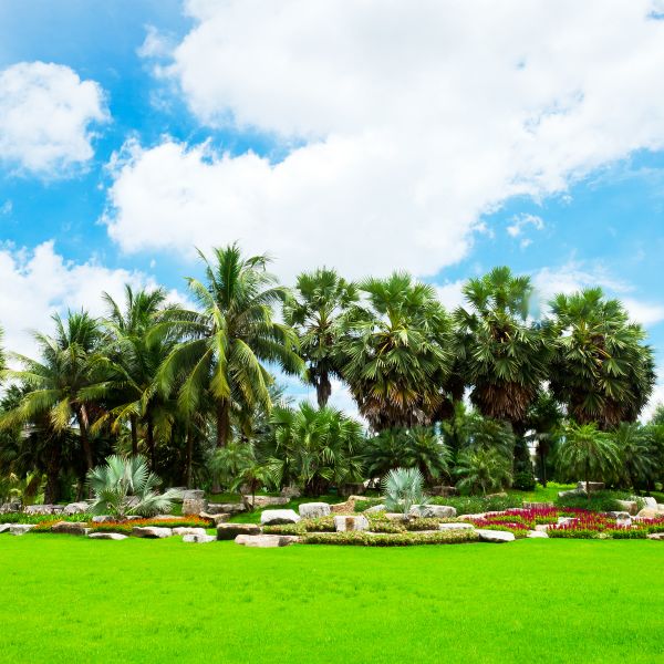 Tropical Landscaping in Georgetown