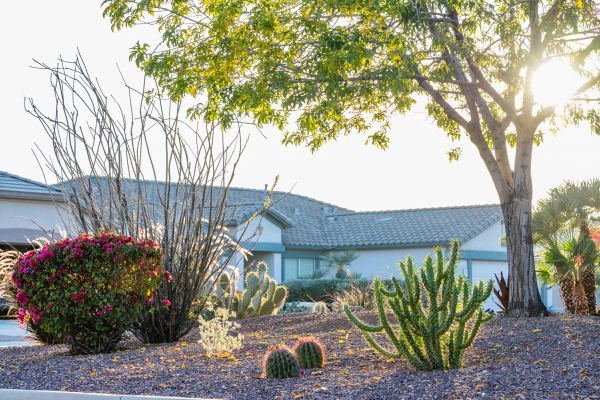 Dryscape Landscaping in Georgetown