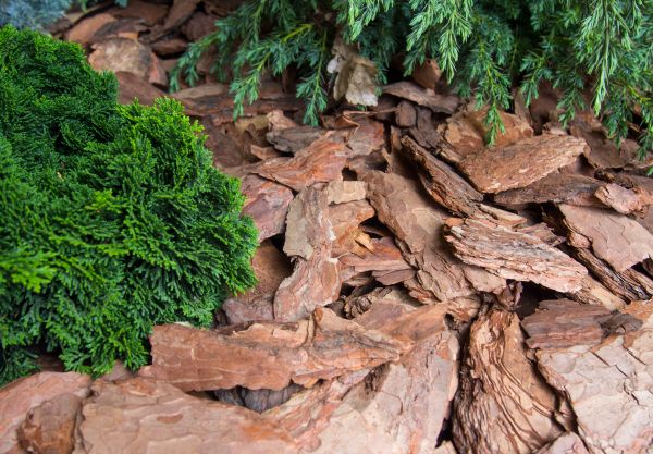 Pine Bark Installation in Georgetown