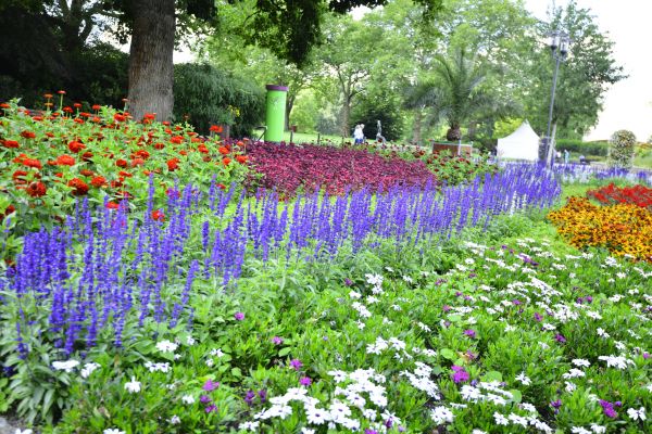 Perennials Planting in Georgetown