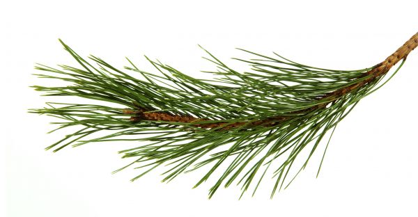 Pine Needles Installation in Georgetown
