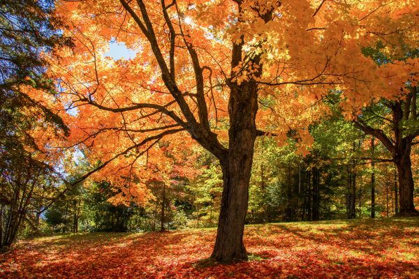 Maple Tree Planting in Georgetown