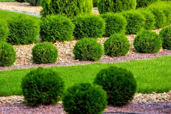 Bush Installation in Georgetown