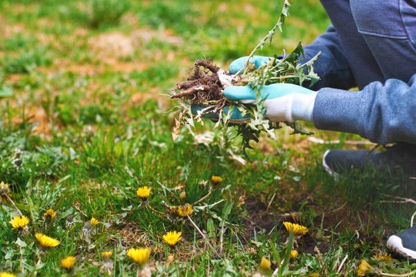 Flower Bed Clearing in Georgetown