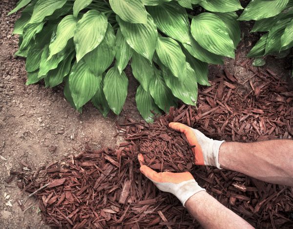 Bark Spreading in Georgetown