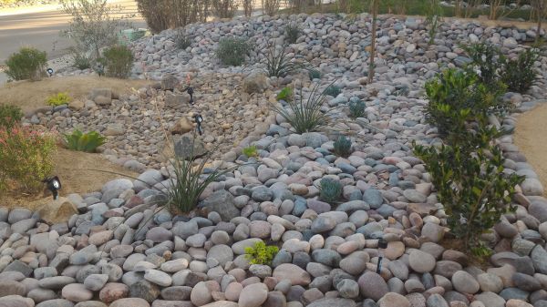Yard Xeriscaping in Georgetown
