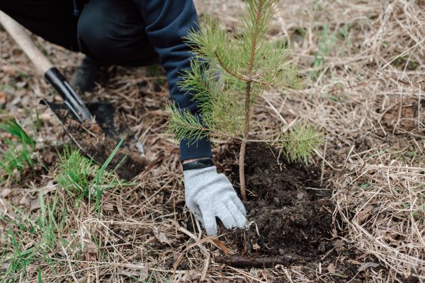 Pine Tree Planting in Georgetown
