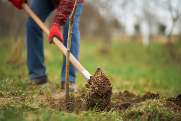 Trees Planting in Georgetown