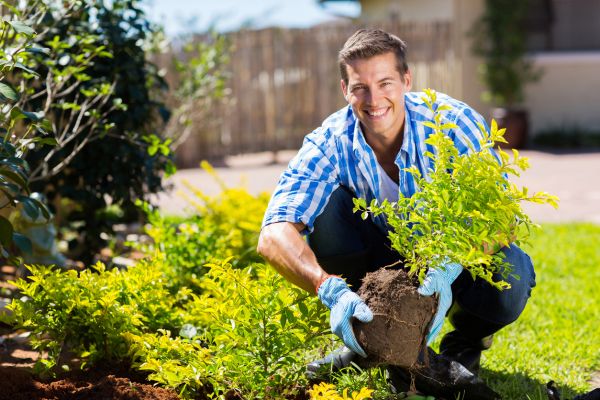 Shrub Landscaping in Georgetown