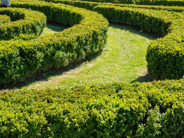 Bush Landscaping in Georgetown