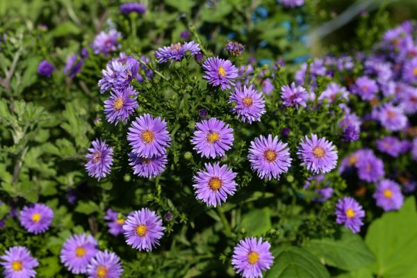 Perennial Flower Planting in Georgetown