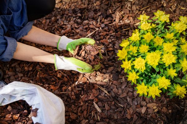 Plant Bed Mulching in Georgetown