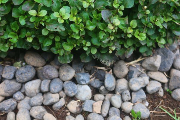 River Stone Installation in Georgetown