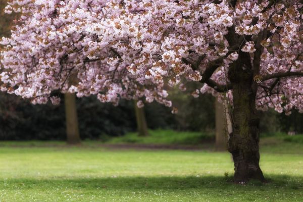 Cherry Tree Planting in Georgetown