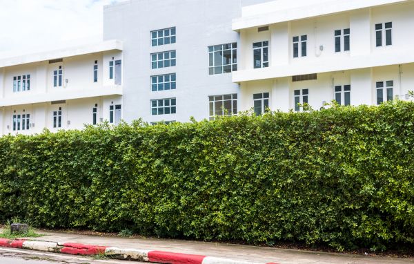 Privacy Landscaping in Georgetown