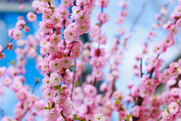 Japanese Cherry Tree Planting in Georgetown