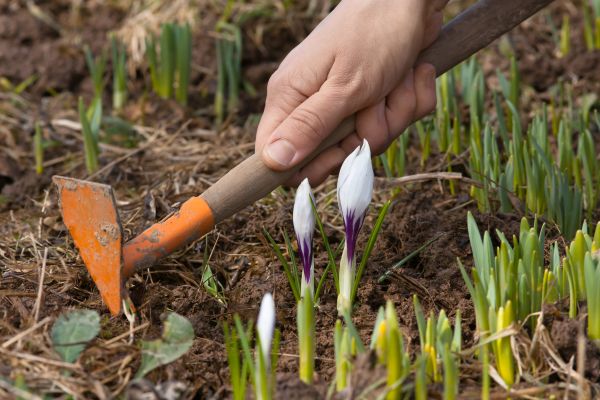 Flower Garden Weeding in Georgetown