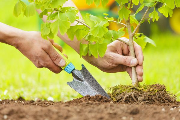Fruit Tree Planting in Georgetown
