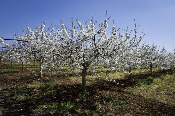 Orchard Planting in Georgetown