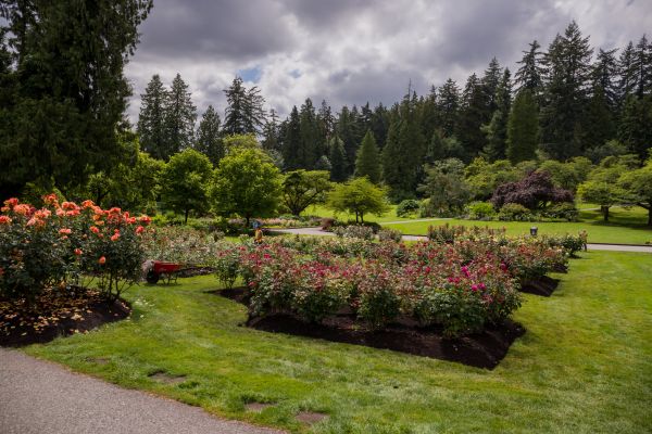 Flower Garden Landscaping in Georgetown