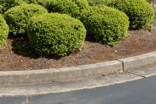 Pine Mulch Installation in Georgetown