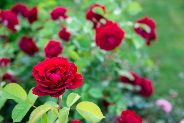 Rose Planting in Georgetown