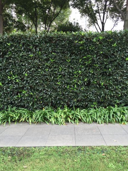 Privacy Shrub Planting in Georgetown