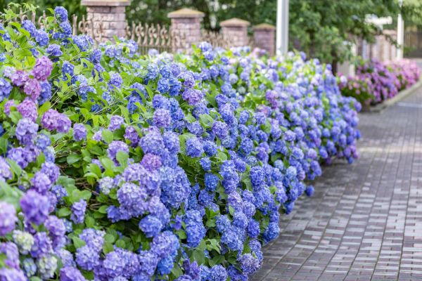 Hydrangea Landscaping in Georgetown