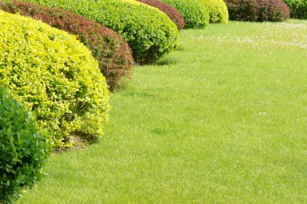 Shrubbery Planting in Georgetown