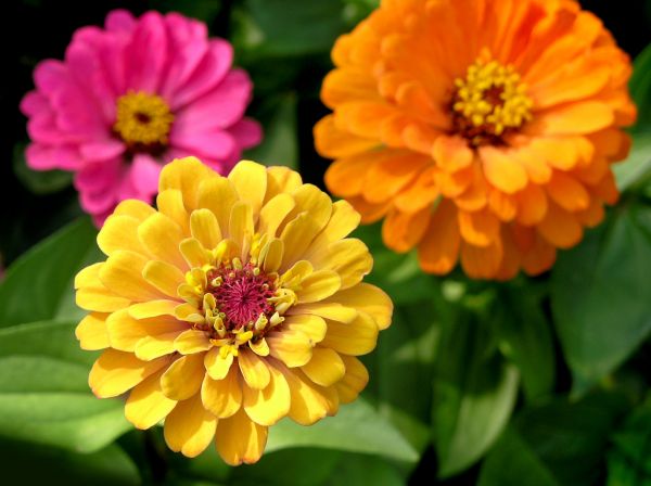 Zinnia Planting in Georgetown