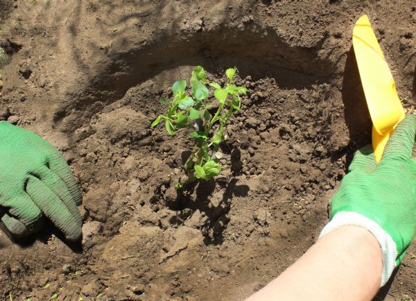 Rose Bush Planting in Georgetown