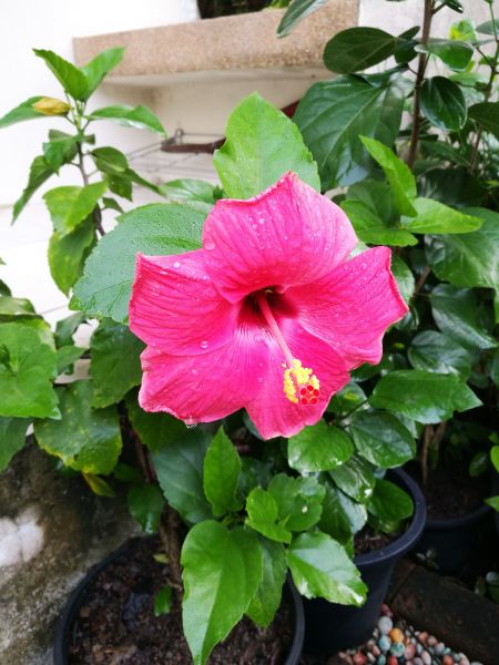 Hibiscus Planting in Georgetown