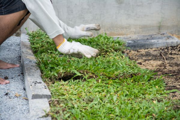 Ground Cover Planting in Georgetown